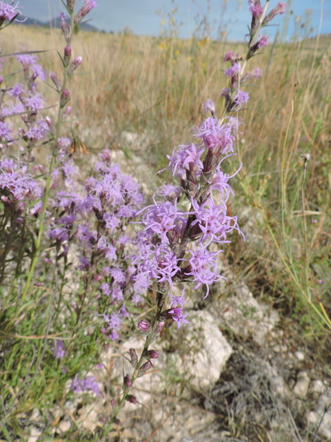 Liatris punctata var. mexicana (Mexican blazing star) #79399