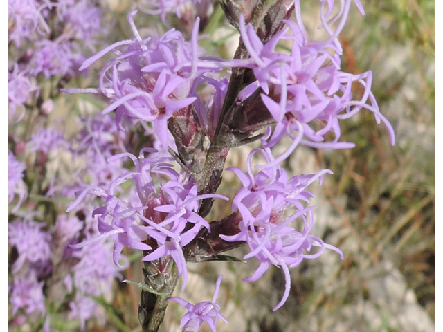 Liatris punctata var. mexicana (Mexican blazing star) #79400