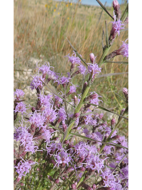 Liatris punctata var. mexicana (Mexican blazing star) #79401