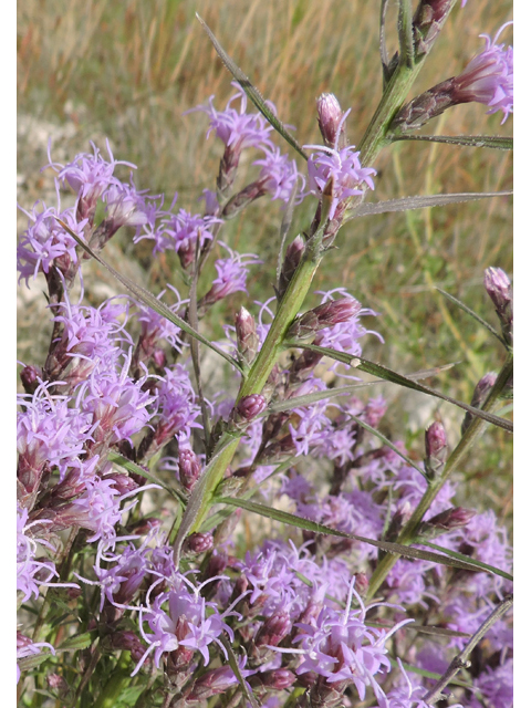 Liatris punctata var. mexicana (Mexican blazing star) #79402