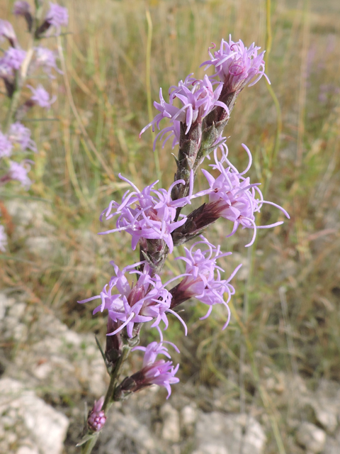 Liatris punctata var. mexicana (Mexican blazing star) #79403