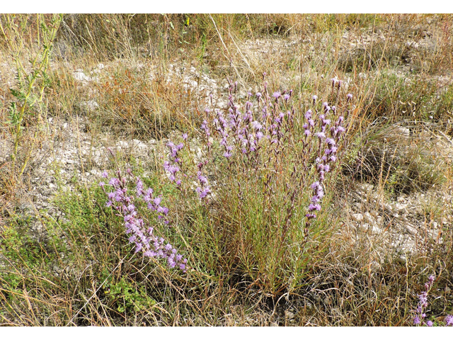 Liatris punctata var. mexicana (Mexican blazing star) #79404