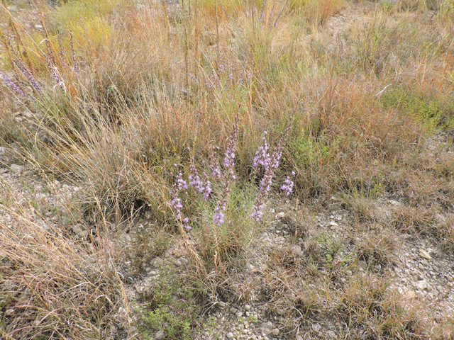 Liatris punctata var. mexicana (Mexican blazing star) #79405