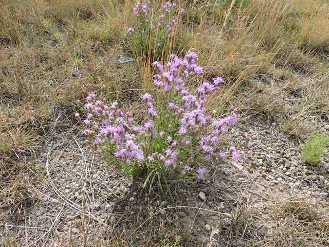 Liatris punctata var. mexicana (Mexican blazing star) #79406