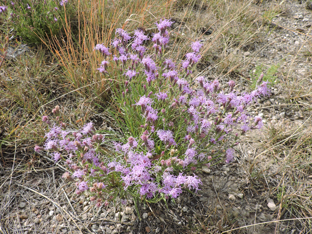 Liatris punctata var. mexicana (Mexican blazing star) #79407