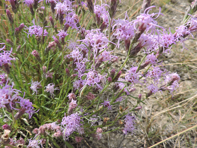 Liatris punctata var. mexicana (Mexican blazing star) #79408