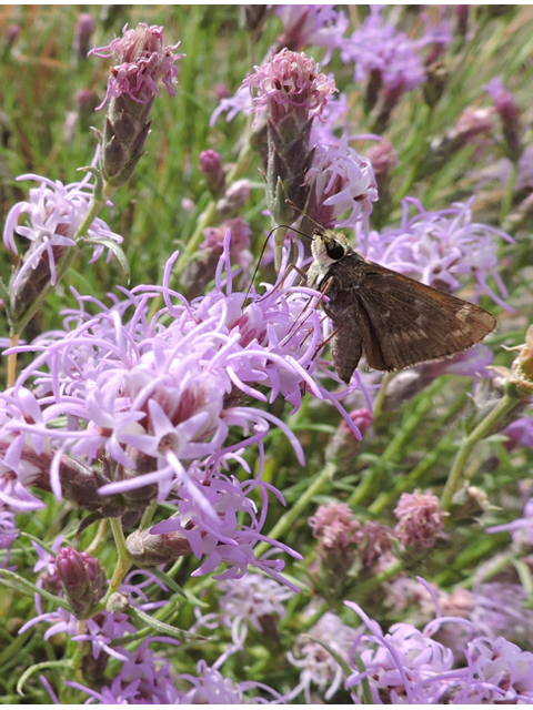 Liatris punctata var. mexicana (Mexican blazing star) #79409