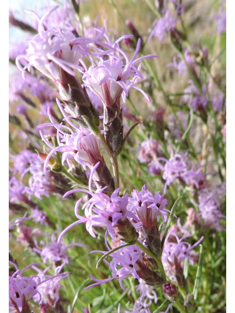 Liatris punctata var. mexicana (Mexican blazing star) #79410