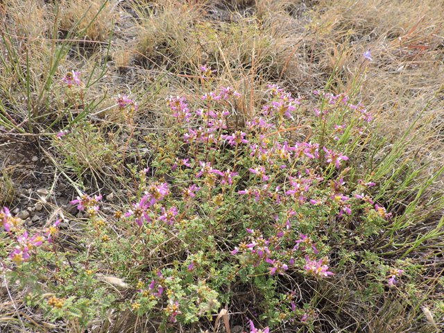 Dalea frutescens (Black dalea) #79435