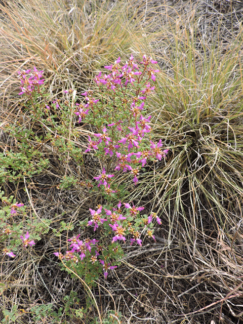 Dalea frutescens (Black dalea) #79440