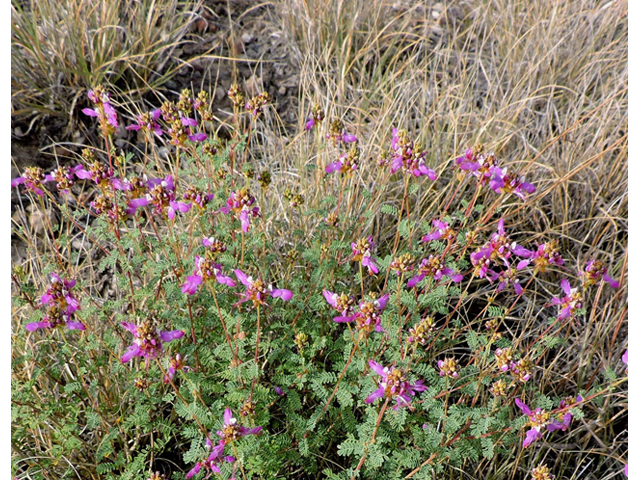 Dalea frutescens (Black dalea) #79453