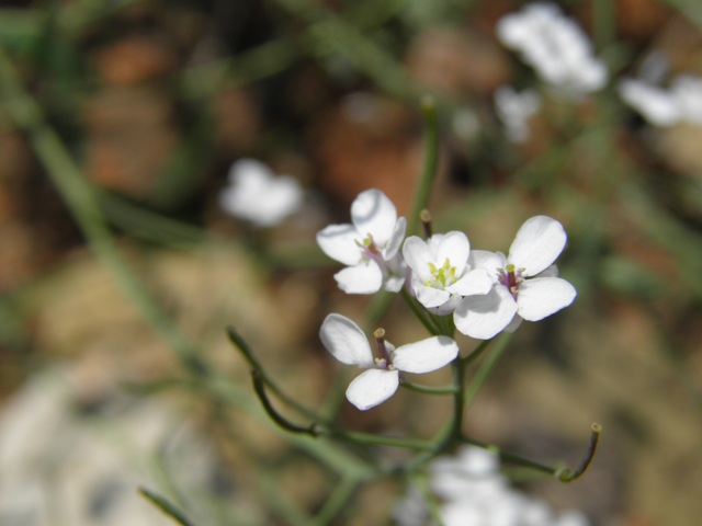 Thelypodiopsis vaseyi (Las vegas tumblemustard) #79531