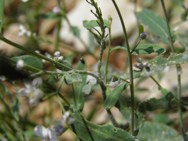 Thelypodiopsis vaseyi (Las vegas tumblemustard) #79533