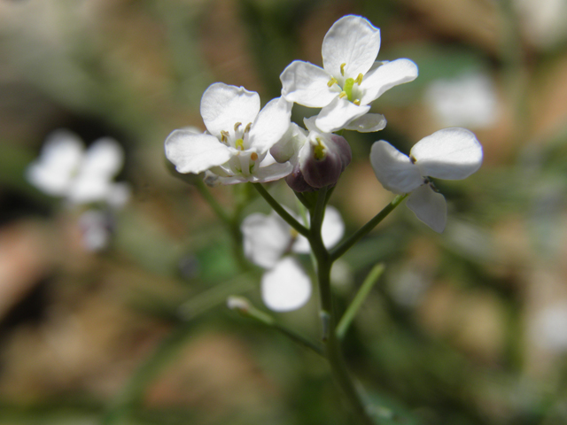 Thelypodiopsis vaseyi (Las vegas tumblemustard) #79534