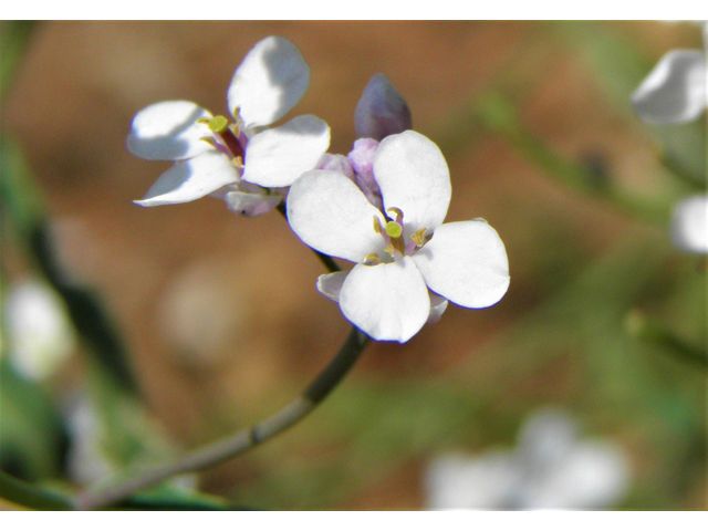 Thelypodiopsis vaseyi (Las vegas tumblemustard) #79535