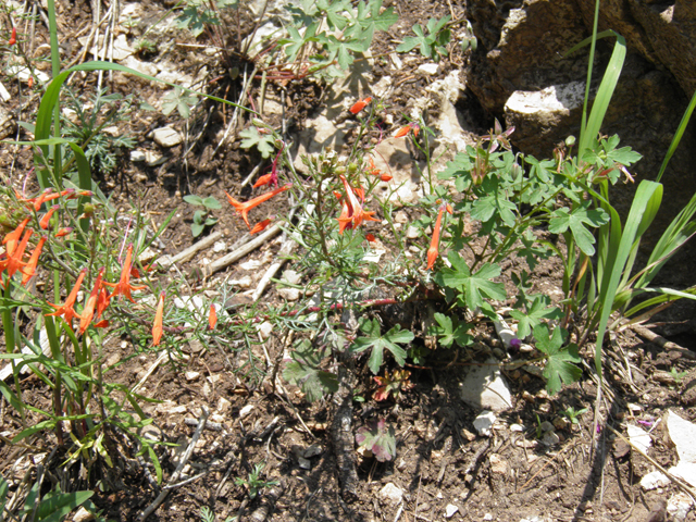 Ipomopsis aggregata (Scarlet gilia) #79567