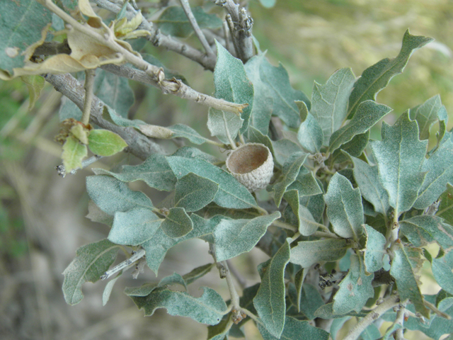 Quercus pungens (Pungent oak) #79657