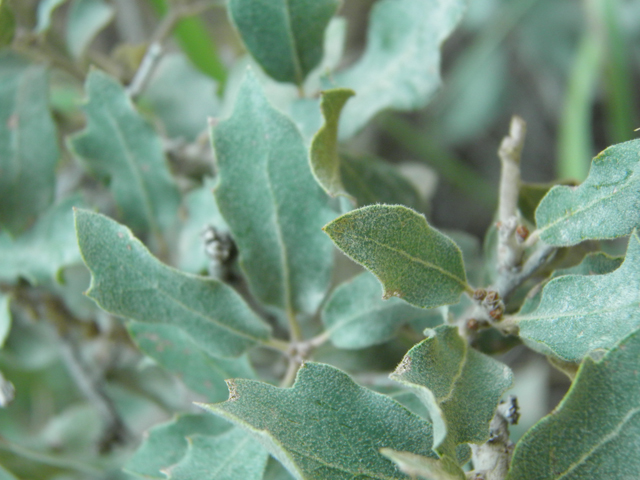 Quercus pungens (Pungent oak) #79660