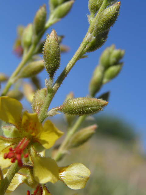 Hoffmannseggia glauca (Indian rushpea) #79783