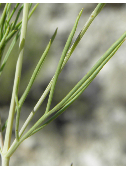 Thelesperma longipes (Longstalk greenthread) #79922