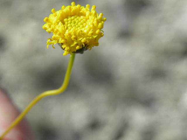 Thelesperma longipes (Longstalk greenthread) #79923