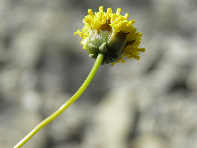 Thelesperma longipes (Longstalk greenthread) #79925