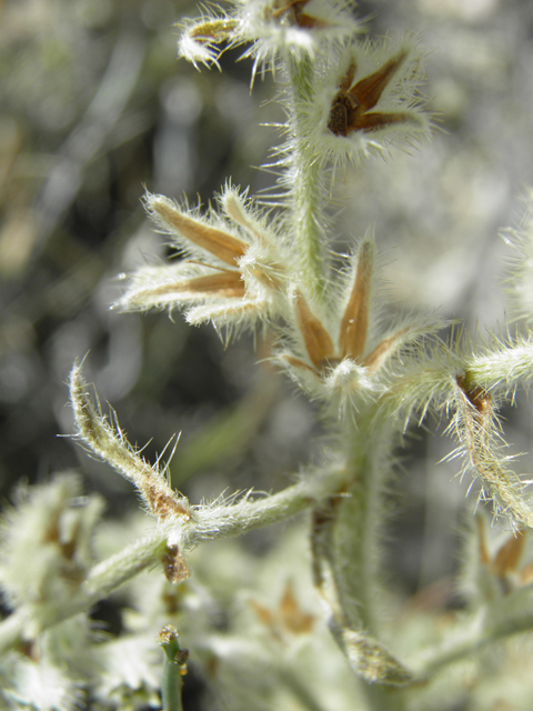 Cryptantha cinerea var. jamesii (James' cryptantha) #79936