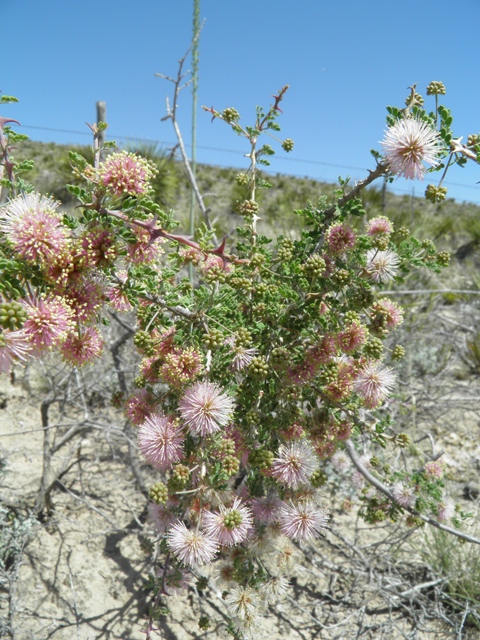 Mimosa aculeaticarpa var. biuncifera (Catclaw mimosa) #79972