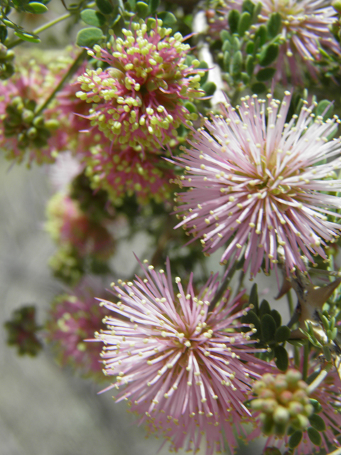 Mimosa aculeaticarpa var. biuncifera (Catclaw mimosa) #79973