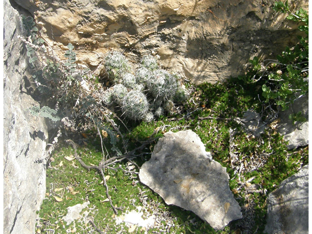 Neolloydia conoidea (Chihuahuan beehive cactus) #80137