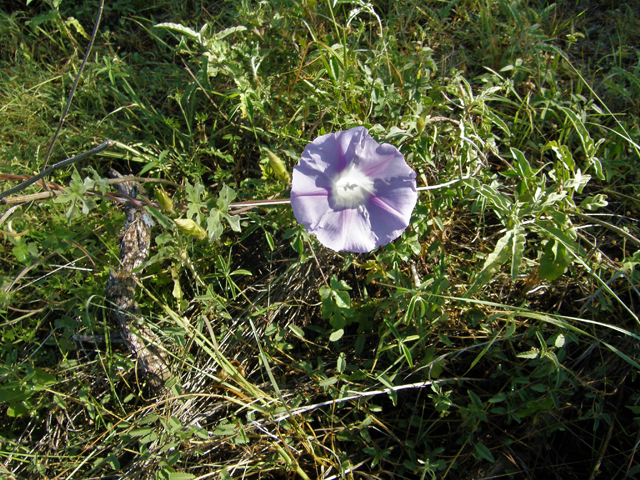 Ipomoea lindheimeri (Lindheimer's morning-glory) #80139