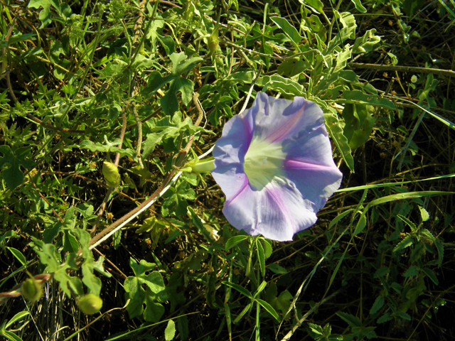 Ipomoea lindheimeri (Lindheimer's morning-glory) #80143