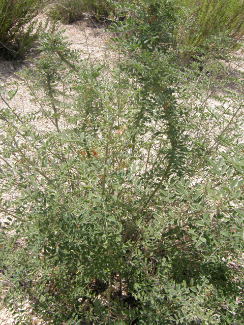 Indigofera lindheimeriana (Lindheimer's indigo) #80173