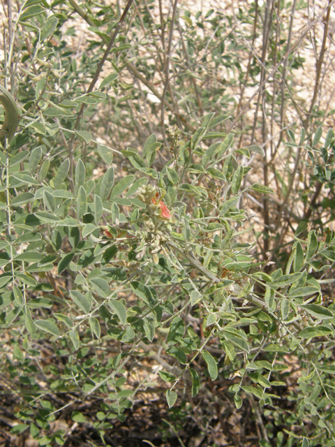 Indigofera lindheimeriana (Lindheimer's indigo) #80178