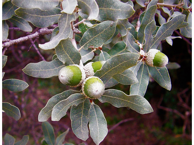 Quercus mohriana (Mohr oak) #80202