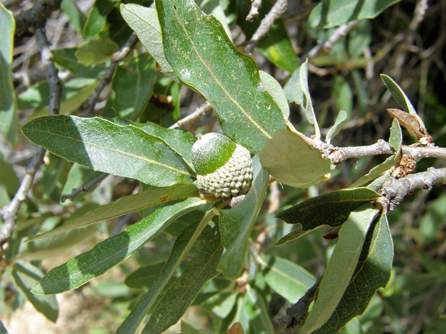 Quercus mohriana (Mohr oak) #80206