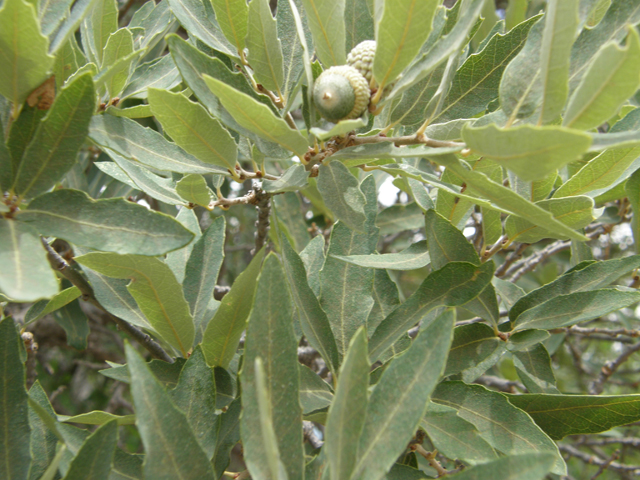 Quercus mohriana (Mohr oak) #80207