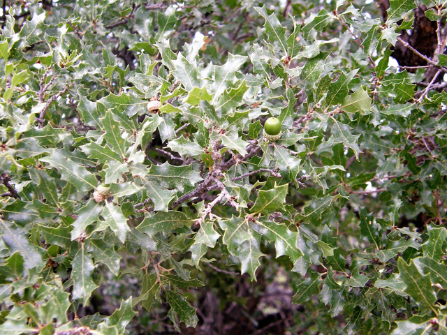 Quercus pungens (Pungent oak) #80208