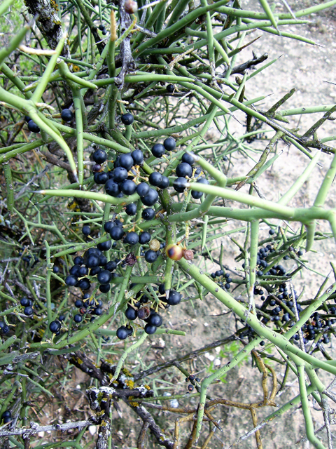 Koeberlinia spinosa (Crown of thorns) #80217