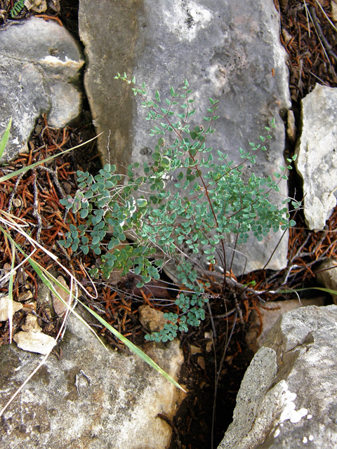 Pellaea ovata (Ovateleaf cliffbrake) #80289