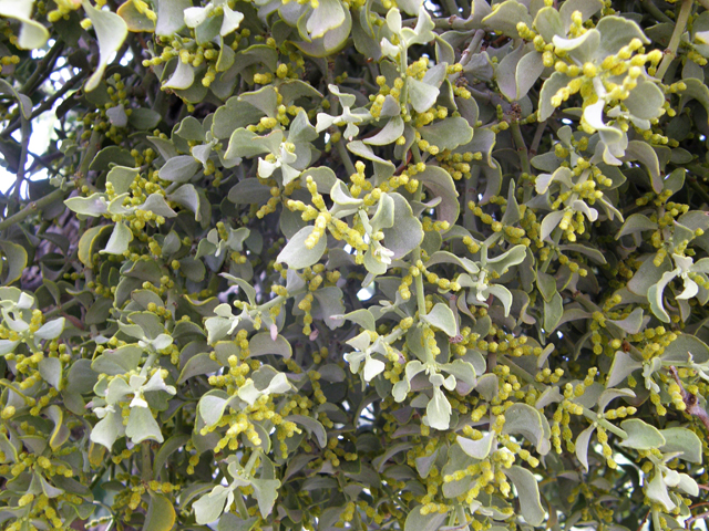 Phoradendron tomentosum (Christmas mistletoe) #80331