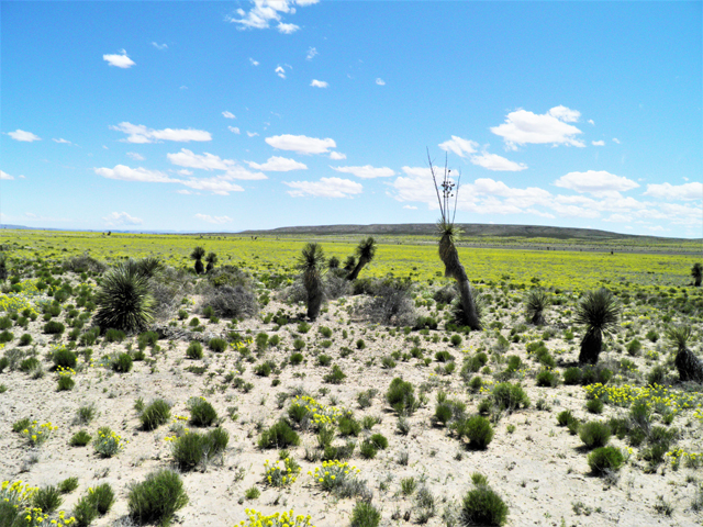 Yucca elata (Soaptree yucca) #80460