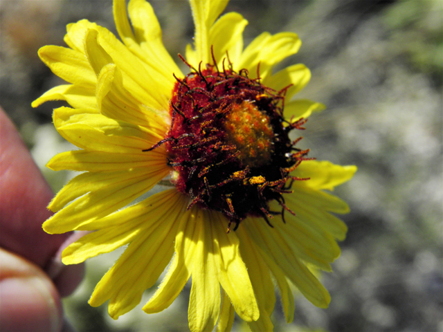 Gaillardia pinnatifida (Red dome blanketflower) #80484