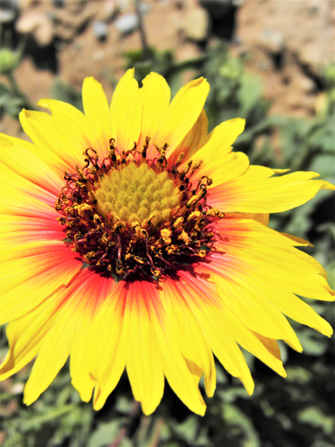 Gaillardia pinnatifida (Red dome blanketflower) #80487