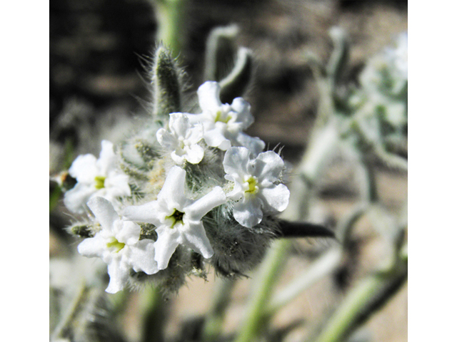 Cryptantha cinerea var. jamesii (James' cryptantha) #80573