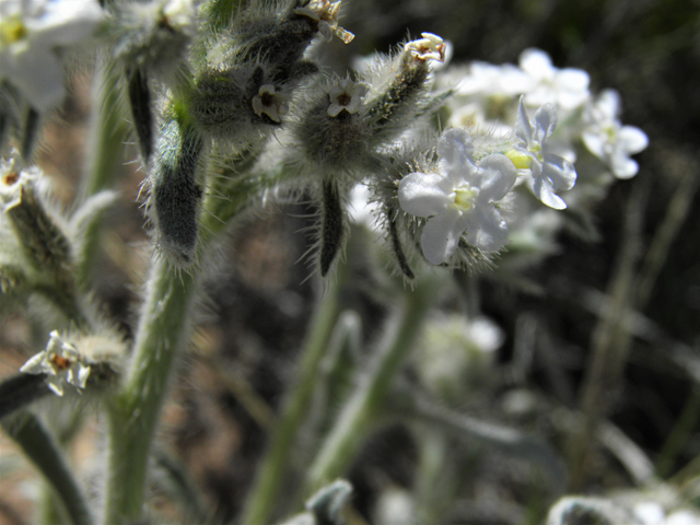 Cryptantha cinerea var. jamesii (James' cryptantha) #80584