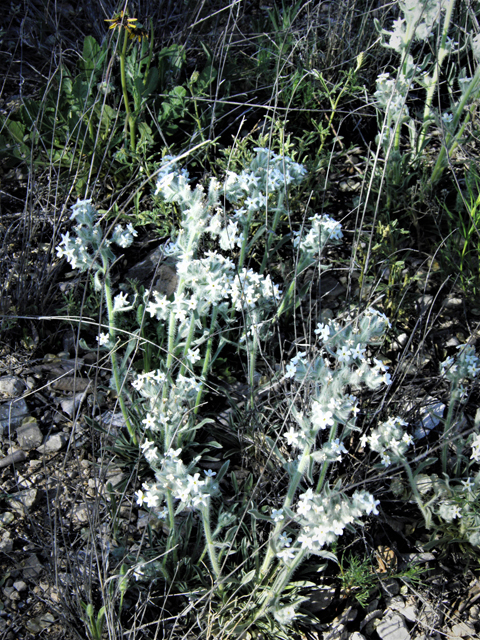 Cryptantha cinerea var. jamesii (James' cryptantha) #80585