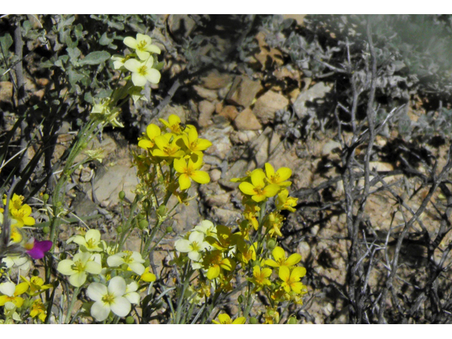 Lesquerella fendleri (Fendler's bladderpod) #80708