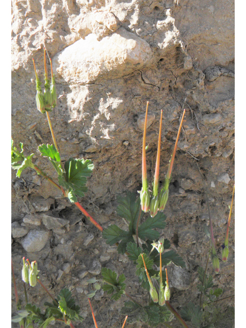 Erodium texanum (Texas stork's bill) #80878