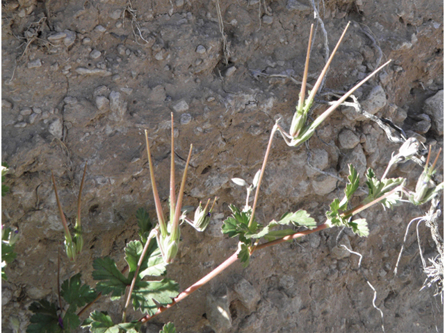 Erodium texanum (Texas stork's bill) #80879